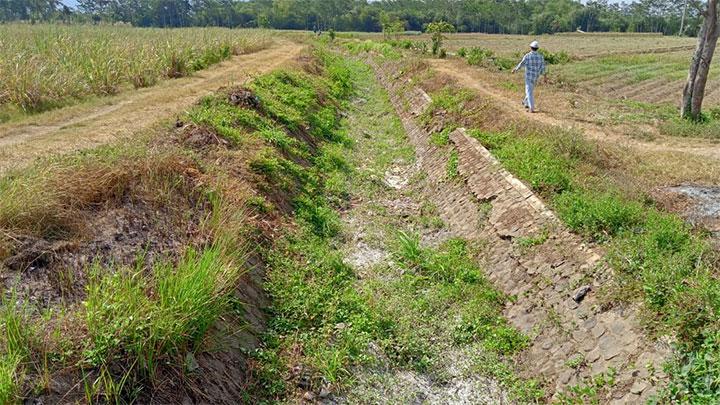 7 Manfaat Luar Biasa Rumput Balsem untuk Kesehatan: Mengurangi Peradangan dan Stres