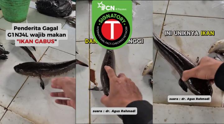 Waspada Klaim Ikan Gabus untuk Ginjal: Fakta Medis yang Perlu Anda Ketahui!