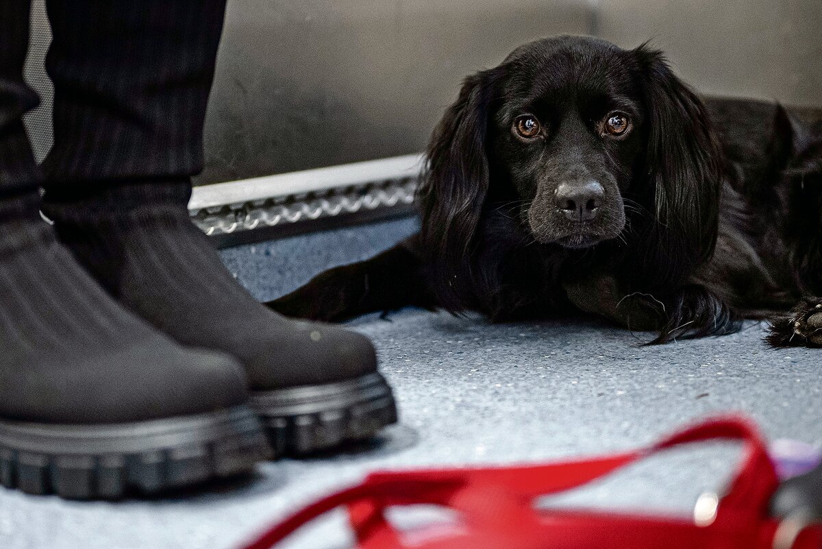 Tierärzte am Limit: Psychische Belastung und Suizidrisiko – Neues Krisenteam soll helfen