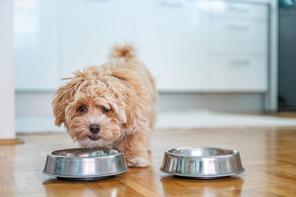 Descubra o Poder do Caldo de Ossos: Alimento Nutritivo para a Saúde dos Cães