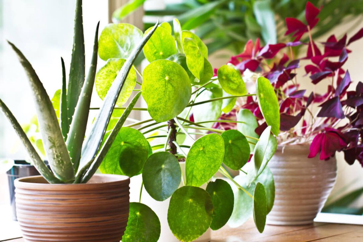6 Plantas que Atraem Prosperidade e Dinheiro Extra em Casa