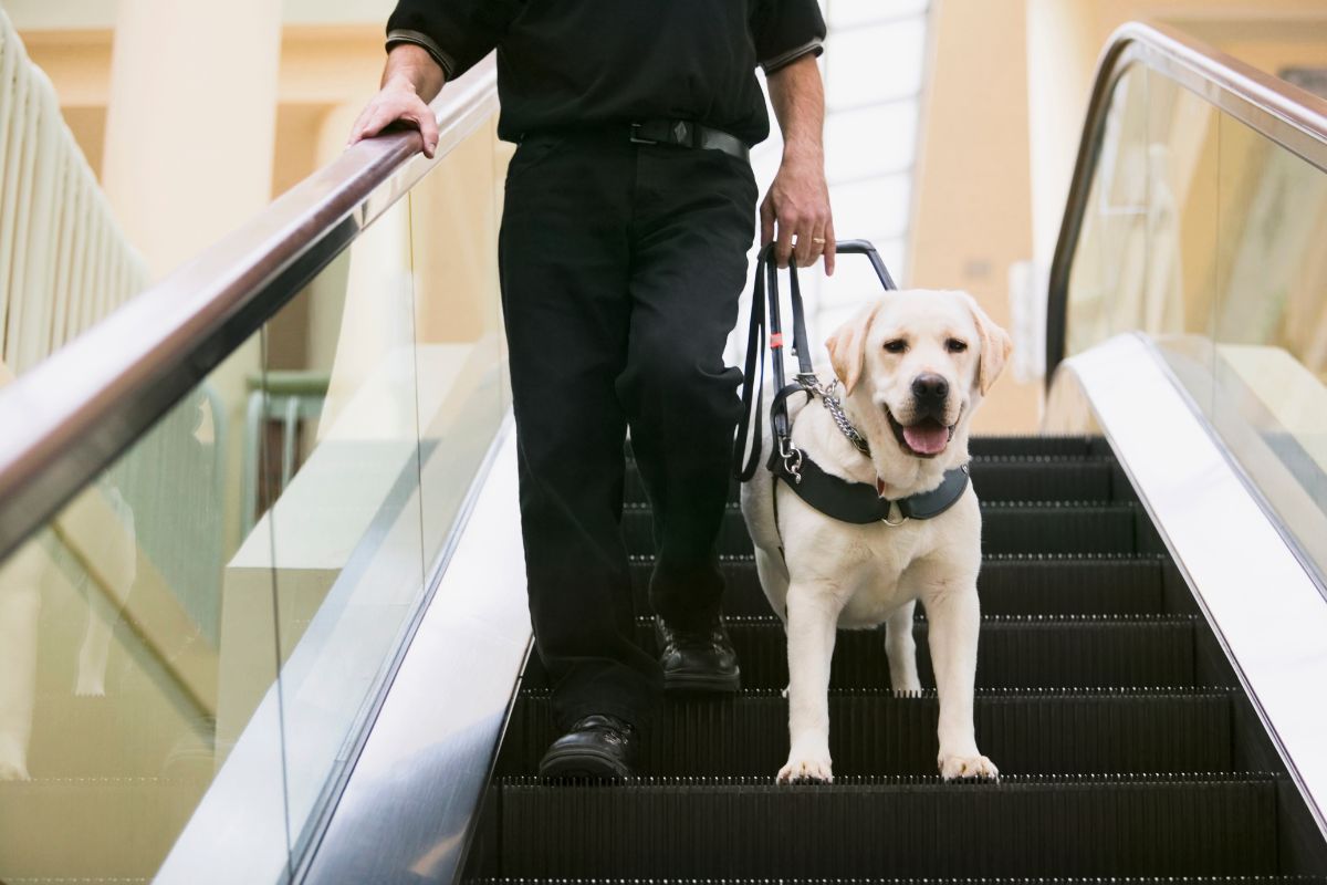 Cão-Guia Saudável e Feliz: 4 Cuidados Essenciais para Garantir sua Autonomia e Bem-Estar