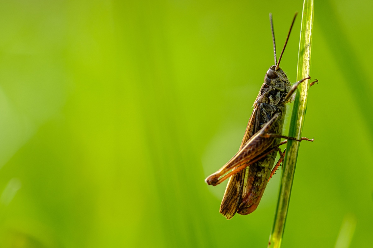 Comércio Ilegal de Insetos: Uma Ameaça Silenciosa à Biodiversidade e à Saúde Pública