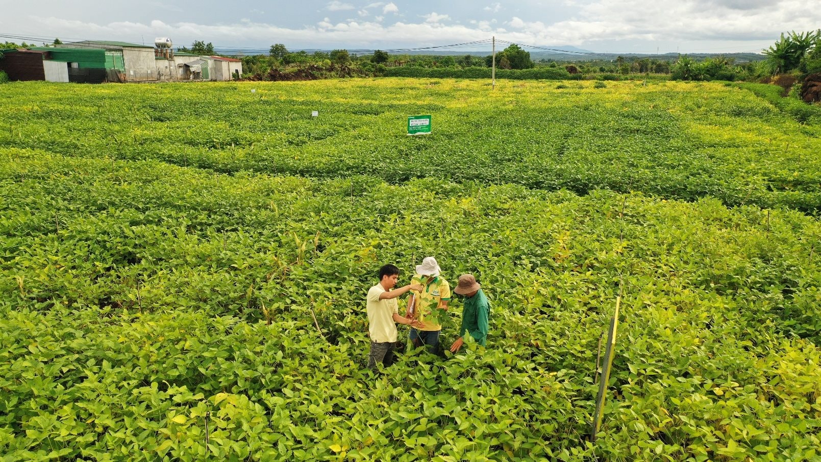 Đắk Nông: Bí quyết hồi sinh đất bazan bạc màu nhờ trồng đậu nành