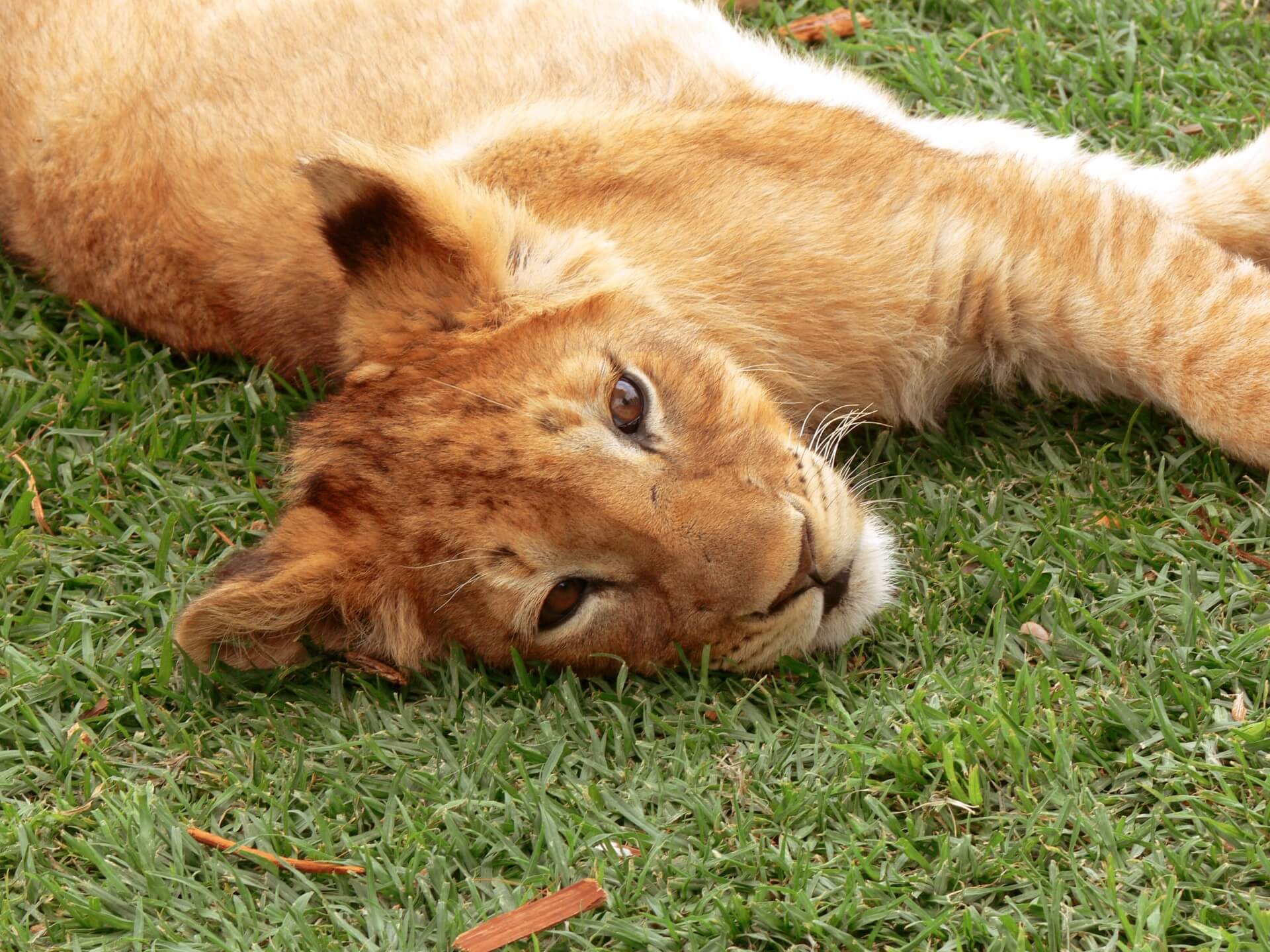 Verborgen Pijn: Het Dierenleed Achter Exotische Huisdieren Trend
