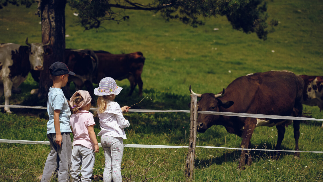 Estate in Famiglia: Scopri le Esperienze Autentiche che la Svizzera ha da Offrire!