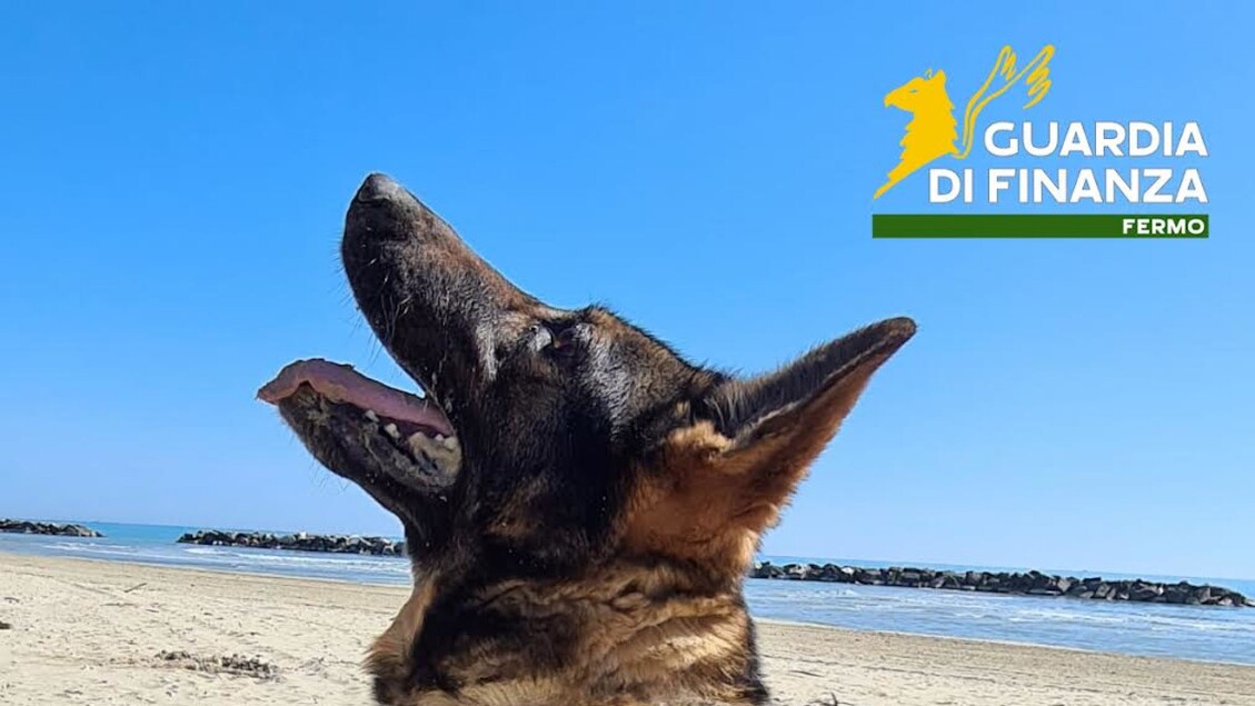 Addio a Fancy, cane antidroga della Guardia di finanza