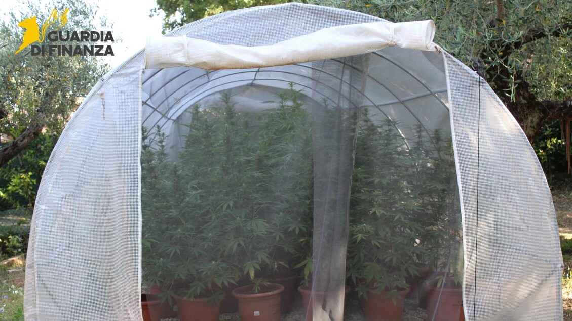 Guardia finanza scopre serra con piante di marijuana