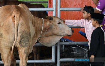 Aidiladha: Jabatan Veterinar Tegaskan Syarat Kesihatan Ternakan untuk Ibadah Korban Selamat