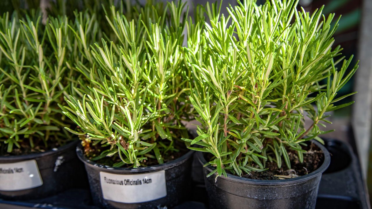 Alecrim: Descubra os Incríveis Benefícios para a Saúde e Aprenda a Cultivar em Casa!