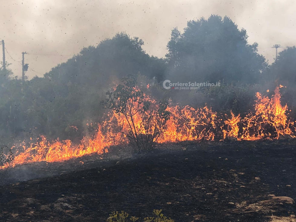 Incendi boschivi, "Tecnologia, coordinamento e prevenzione: la Puglia si prepara all'estate"
