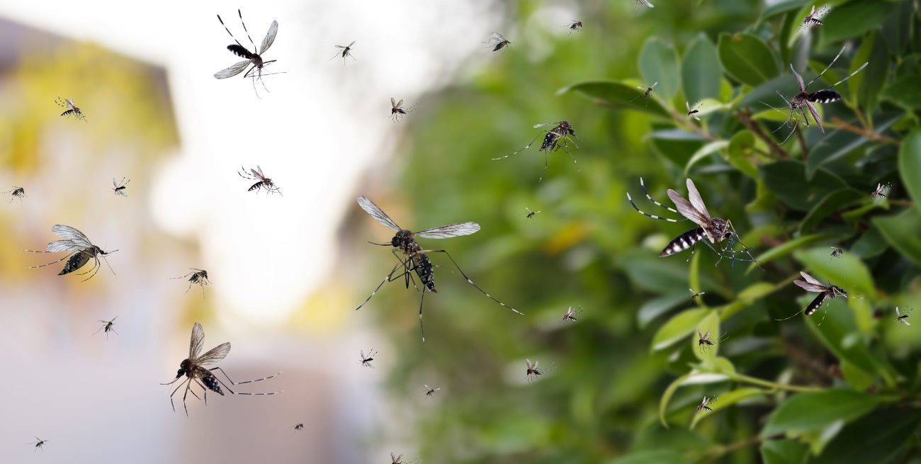 Dengue en Santa Fe: Últimas noticias y consejos de salud para prevenir la enfermedad