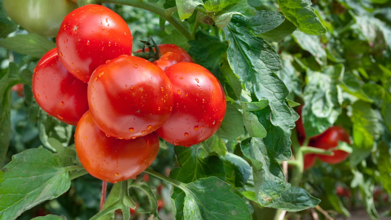 Descubra os Incríveis Benefícios do Molho de Tomate Caseiro para a Sua Saúde