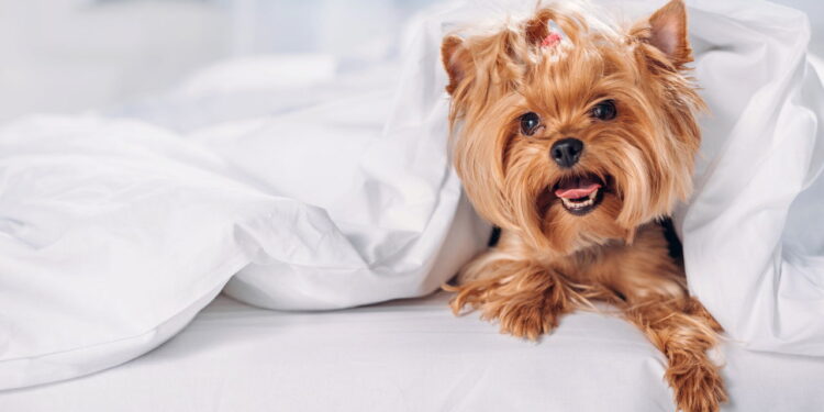 5 razões psicológicas para não gostar de cachorros
