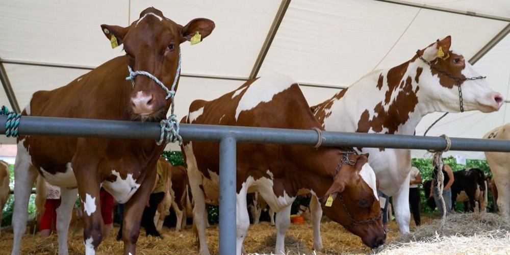 Das Highlight des Prämienmarktes: Die große Tierschau auf der Bleiche