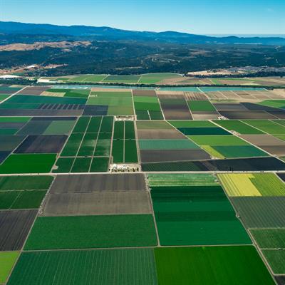 El Futuro de las Aves en la Era de la Agricultura Intensiva: Estrategias Clave para la Conservación