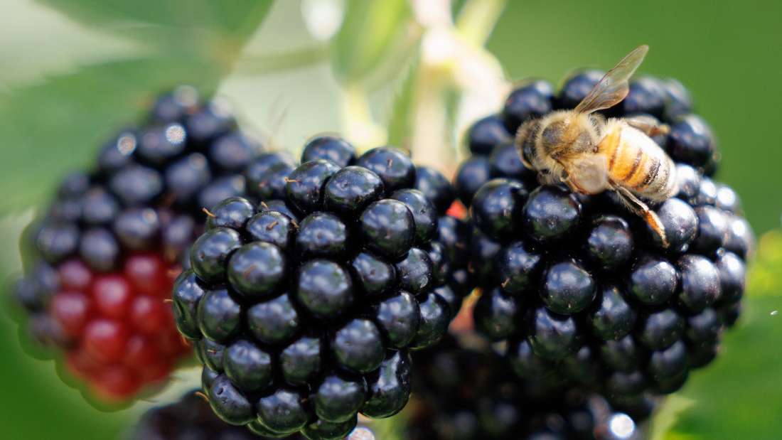 Fettleber regenerieren: Diese sieben Obstsorten sollten Sie regelmäßig essen