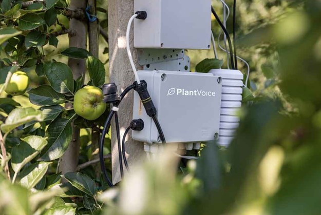 Plantvoice: L'Intelligenza Artificiale Rivoluziona l'Agricoltura Monitorando la Salute delle Piante