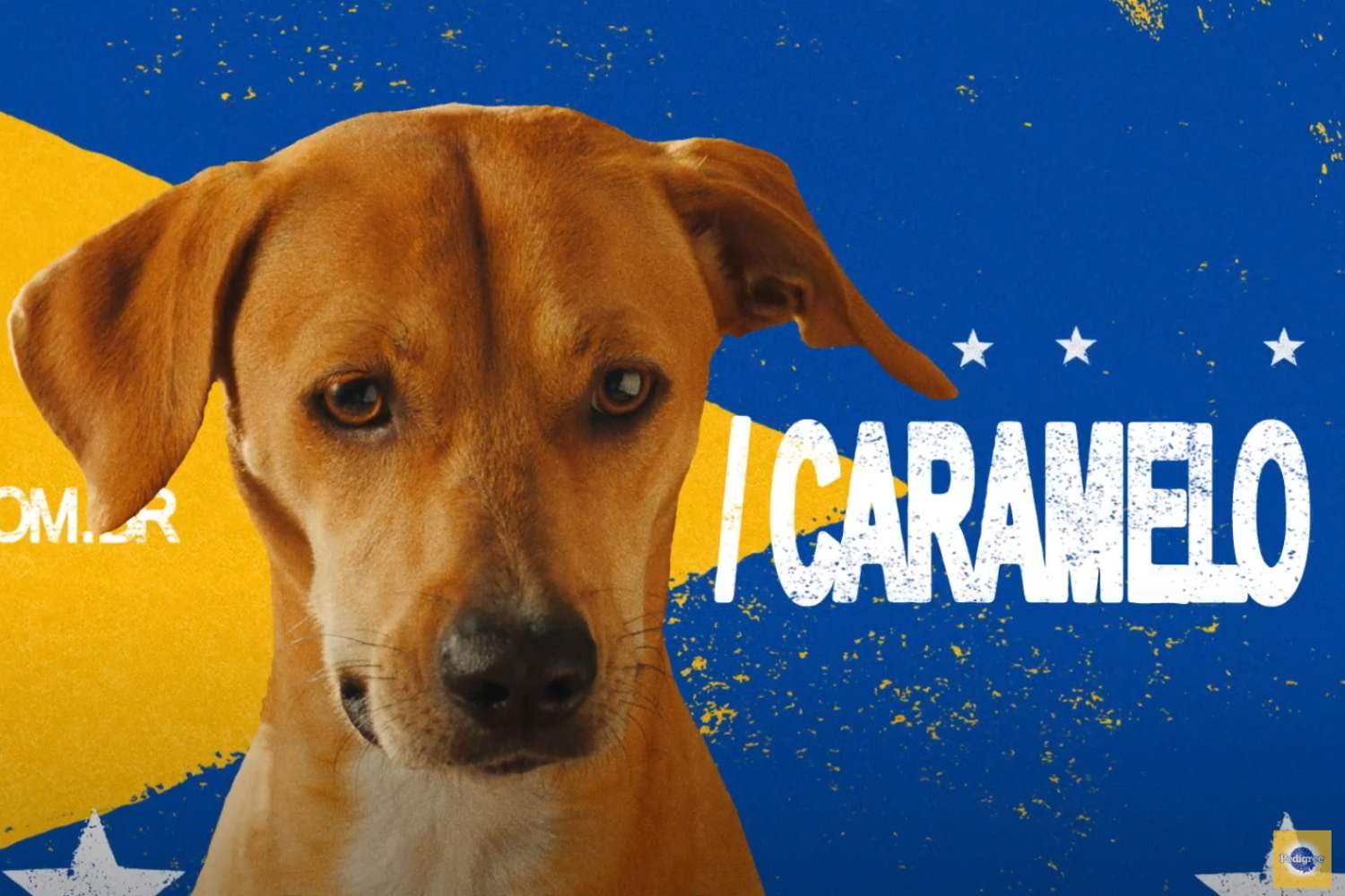 L'adozione di cani meticci in Brasile: una campagna commovente per cambiare il destino dei nostri amici a quattro zampe