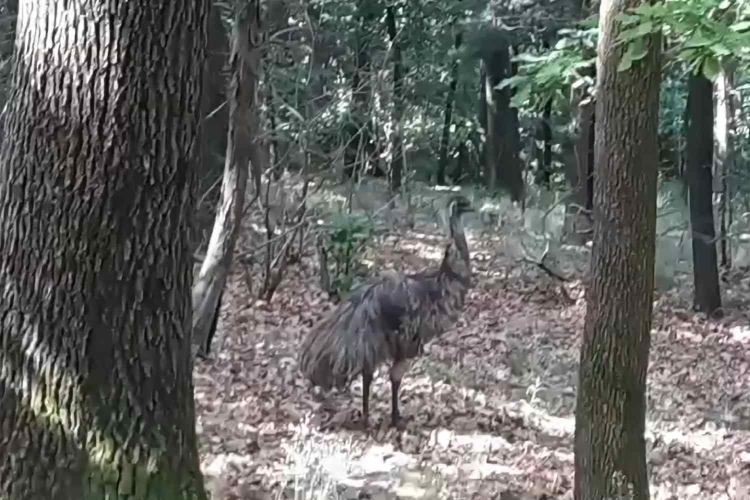 Emu Scappa e Conquista il Torinese: Uno Spaccato Inquietante dell'Allevamento di Animali Esotici