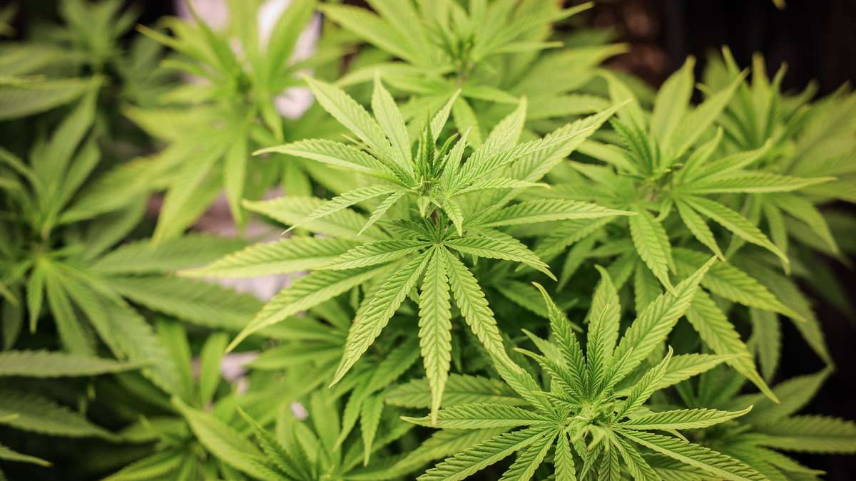 Cannabis und Demenz: Neue Studie warnt vor erhöhtem Risiko – Was Sie wissen müssen