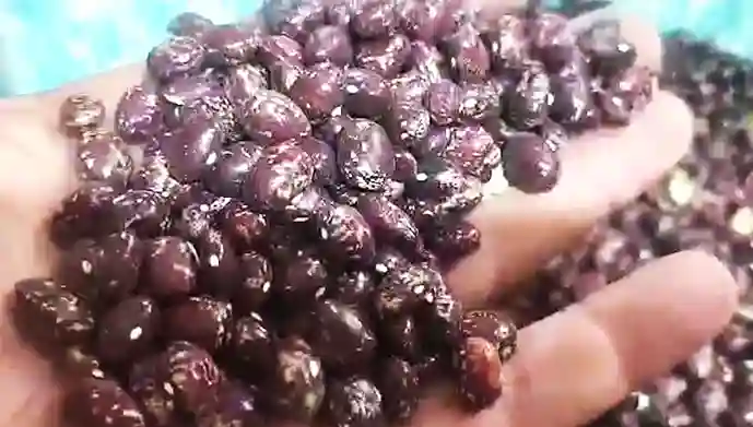 Stati Uniti, Salvatore Di Scala omaggia la cucina ischitana con i fagioli zampognari