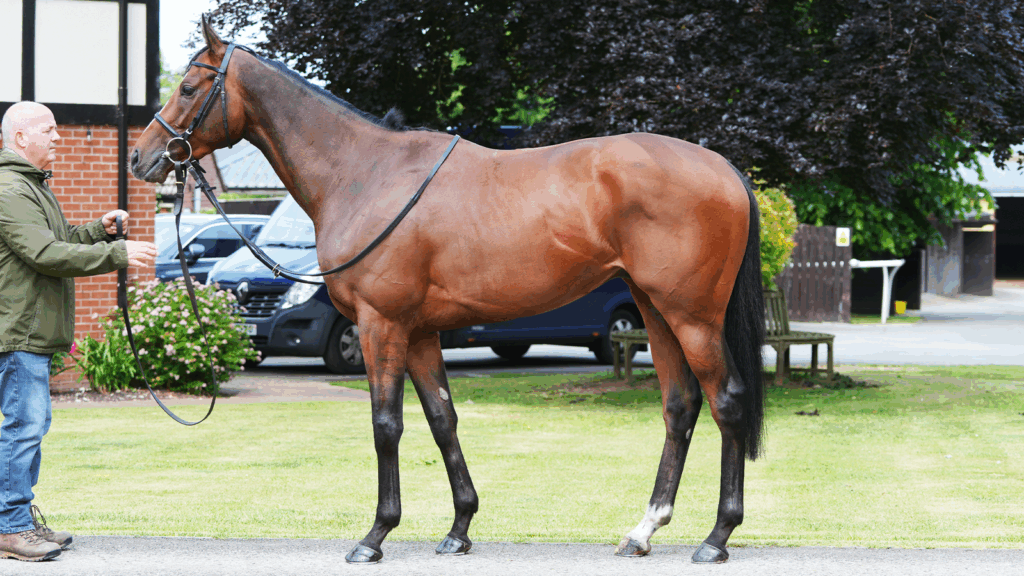 Queensland Trainer Tony Gollan Doubles Ascot Contingent with Goffs Sale Success