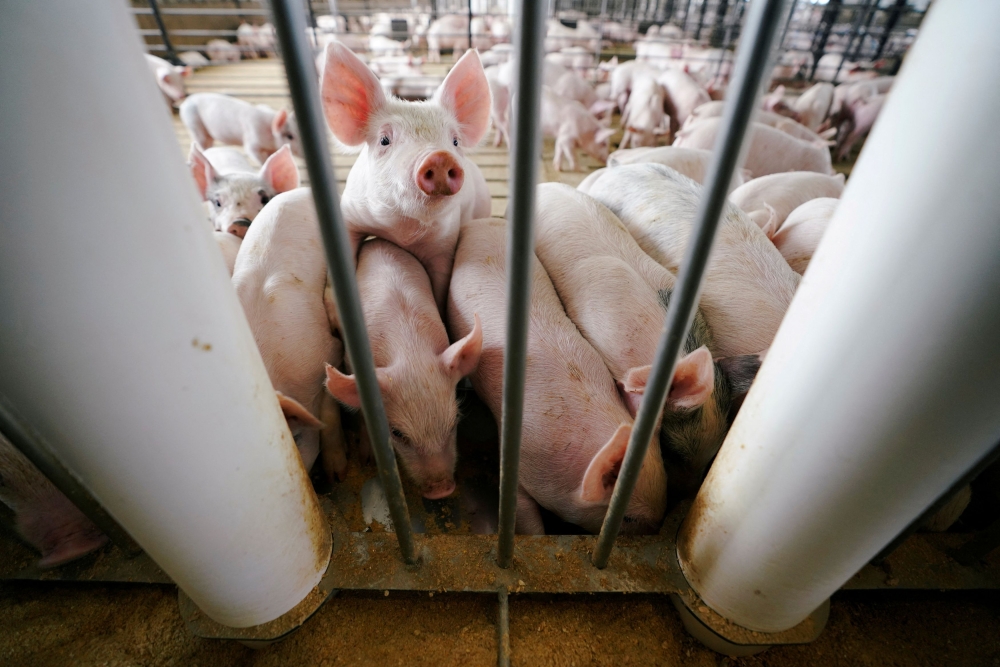 Malaysia: No Streptococcus Suis Threat to Public Health Despite Thai Warning – Veterinary Department Assures