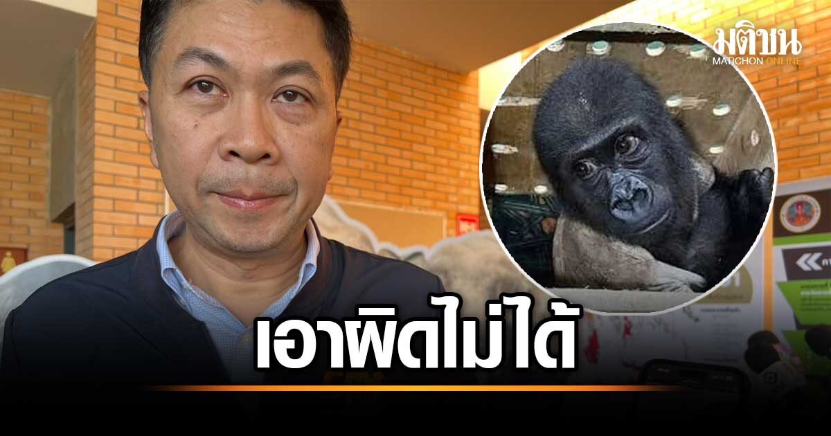 น้องมะกอก กอริลล่า ถูกยึดที่สนามบินตุรกี สุขภาพดี รับเอาผิดตามกฎหมาย