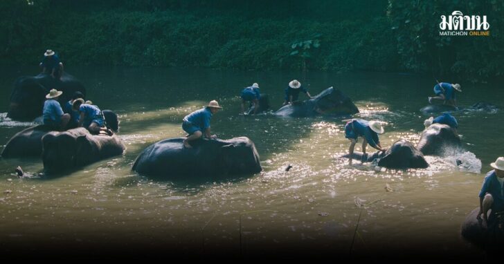 ช้างทำนักท่องเที่ยวสเปนเสียชีวิตที่เกาะยาว