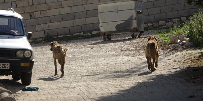 Çorum'da Sahipsiz Köpeğin Saldırısı: Minik Ömer Miraç Hastaneye Kaldırıldı
