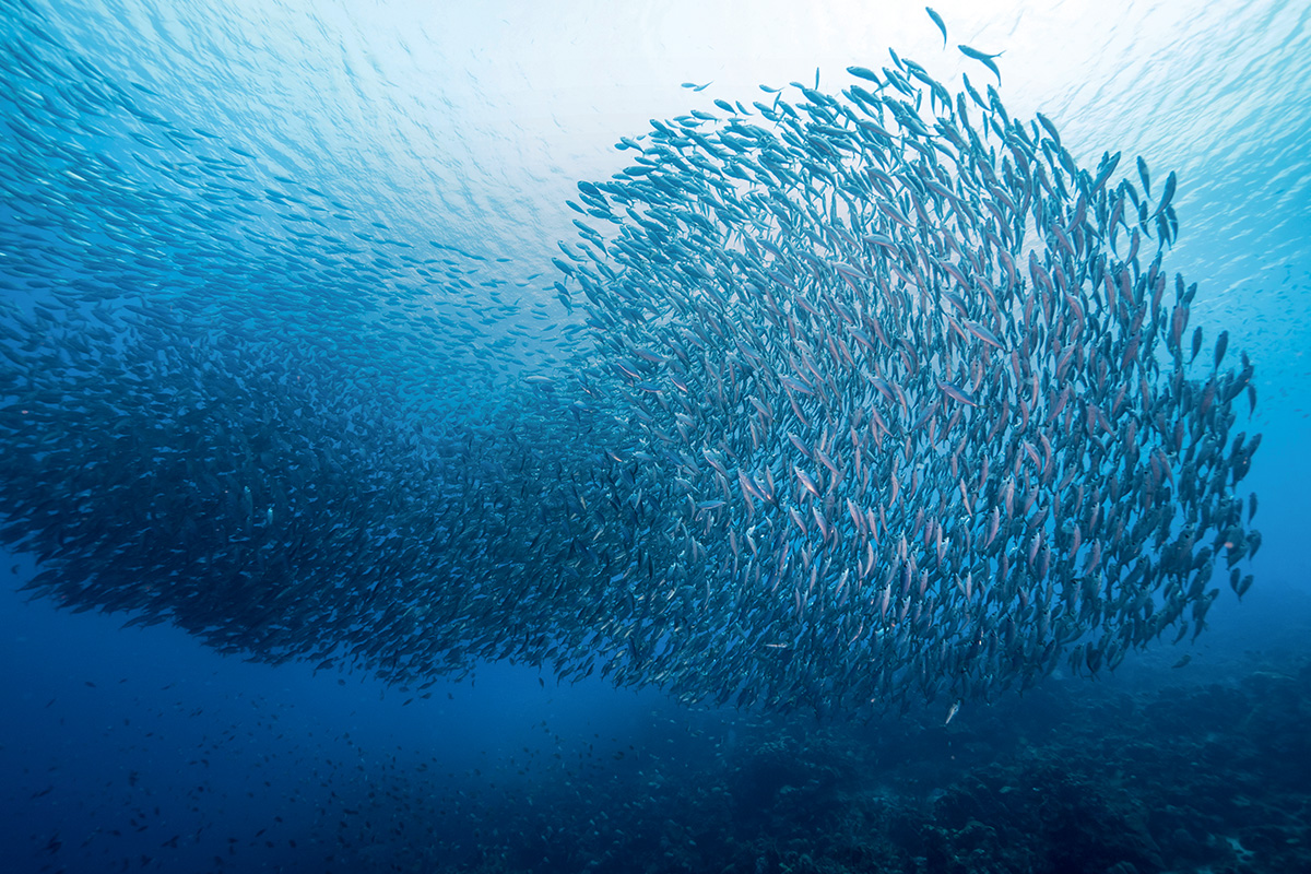 Salvare i Nostri Mari: 5 Tecnologie Rivoluzionarie per una Pesca Sostenibile e la Protezione degli Oceani