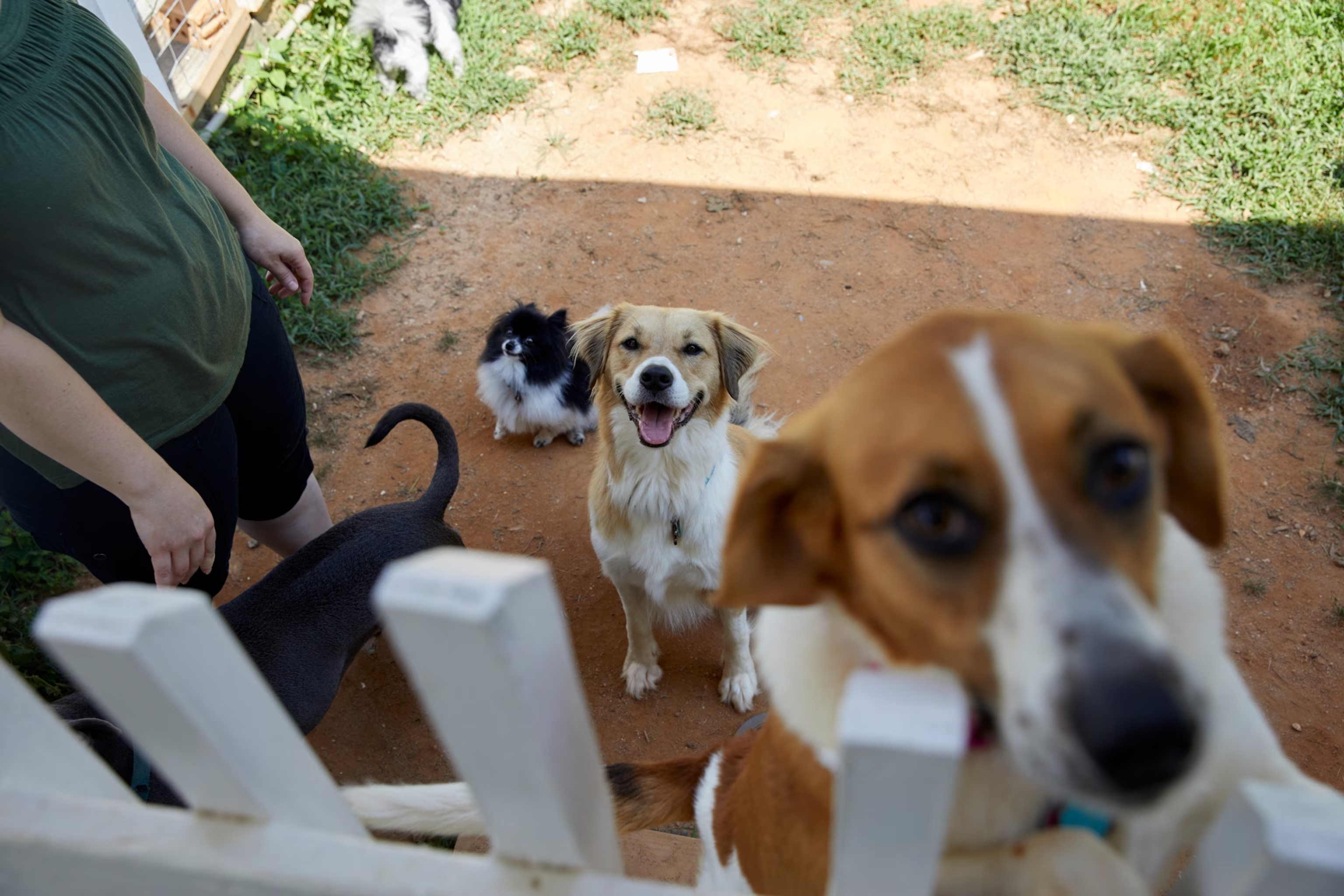 Sopravvivenza Canina: Cosa Succederebbe Se i Nostri Amici a Quattro Zampe Dovessero Farcela da Soli?