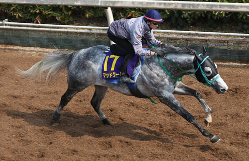 【徹底分析】高松宮記念、調教タイムが示す有力馬は？日刊スポーツDB班が厳選した特注調教タイム３選