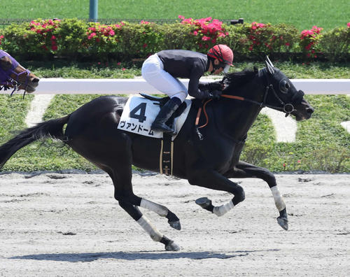 【土曜午後ウマ予想】日刊スポーツDB班が選ぶ買いたい馬ベスト3