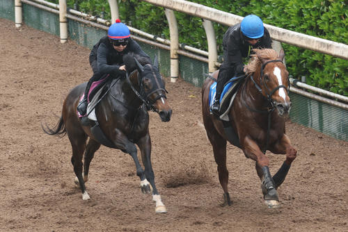 【東西デスクの厳選】27日のワイド1点! マーゴットレジーナのフローラS出場
