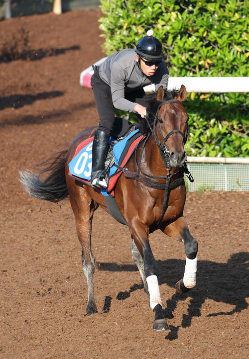 【徹底厳選】東西の競馬デスクが選ぶ！20日注目馬3頭 - カネフラ、その他必見の穴馬