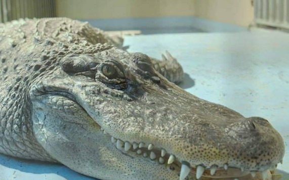 Benevento dice NO alla mostra itinerante di animali in camper: decisione presa per evitare polemiche e disinformazione