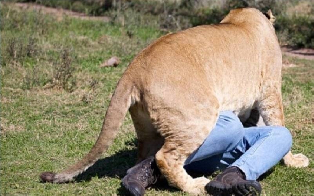 أسد ناميبي يودي بحياة رجل أعمال ألماني في هجوم مروع!