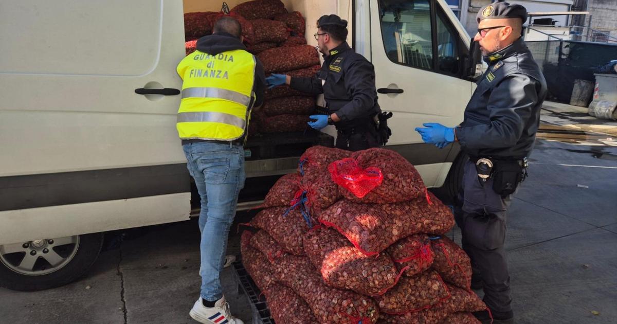Sequestro di 9 tonnellate di vongole a Ferrara: la Guardia di Finanza interviene