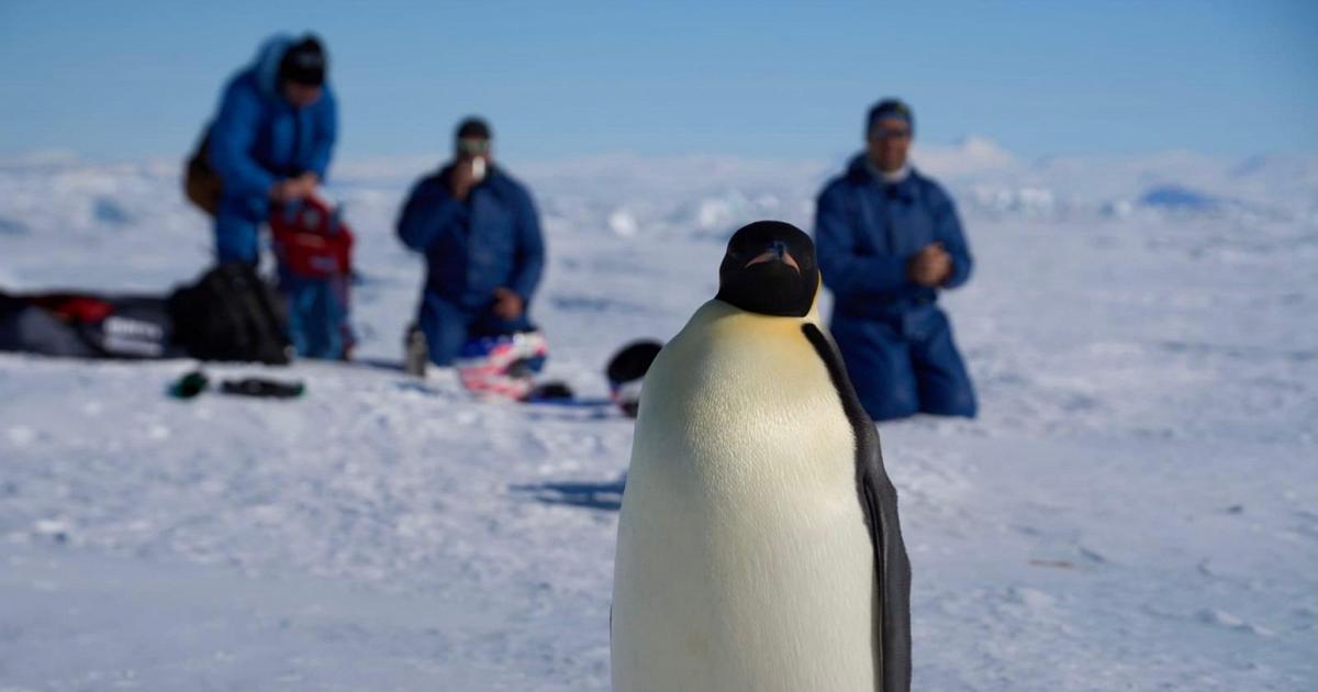 Viaggio al Polo Sud per monitorare l'influenza aviaria nei pinguini