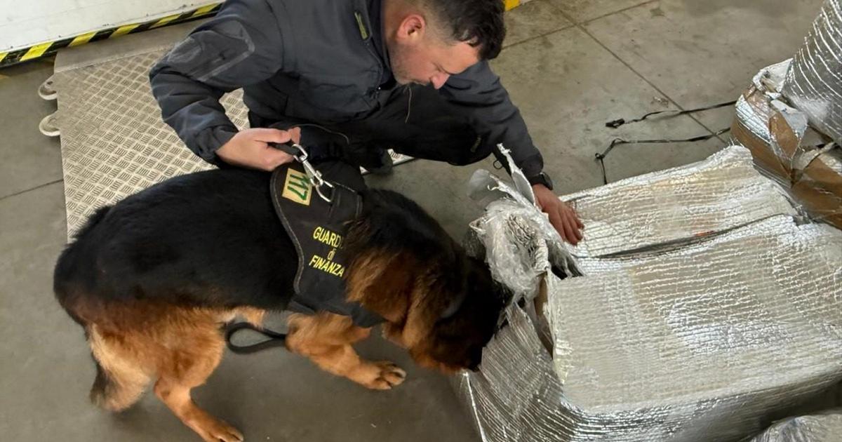 Guardia di Finanza Sequestro a Macerata: 190 Chili di Marijuana Rinvenuti