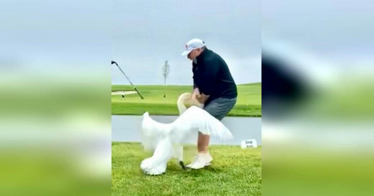 Attacco di un Cigno al Golfista: Trump Scuote il Mondo del Golf con un Avvertimento Shock!