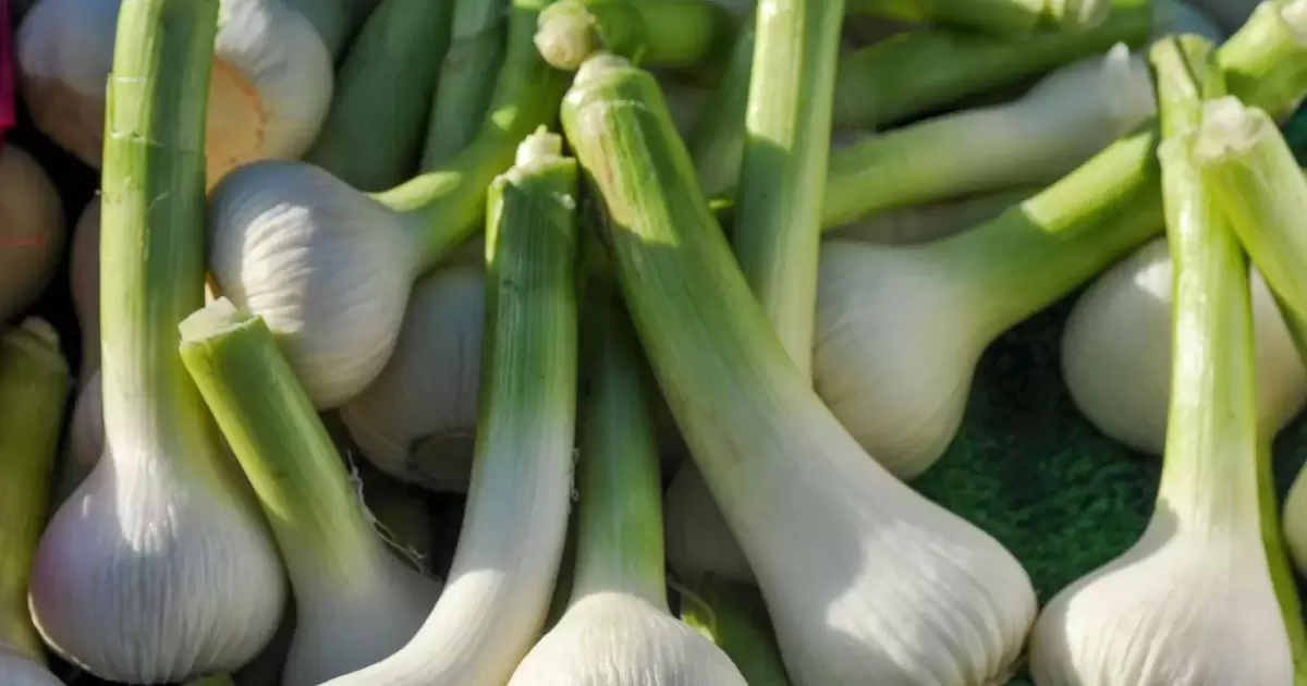 Knoblauch im Garten: Ein Duftender Lebensstil mit vielen Vorteilen