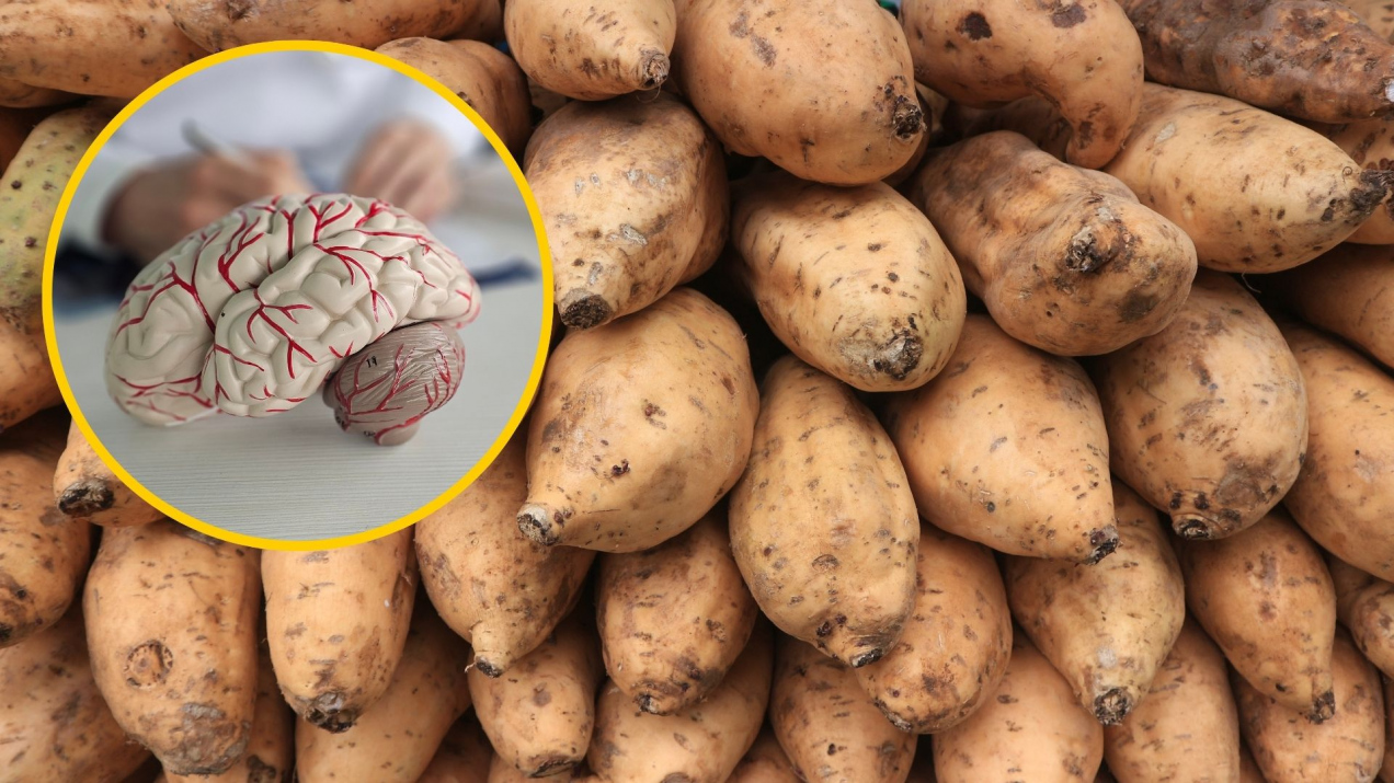 Batata - naturalny sposób na wzmocnienie pamięci, mózgu i wzroku