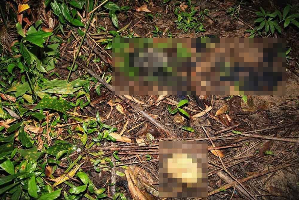 Rangka Manusia Ditemui di Semak: Misteri Kematian Lelaki Hilang Terbongkar