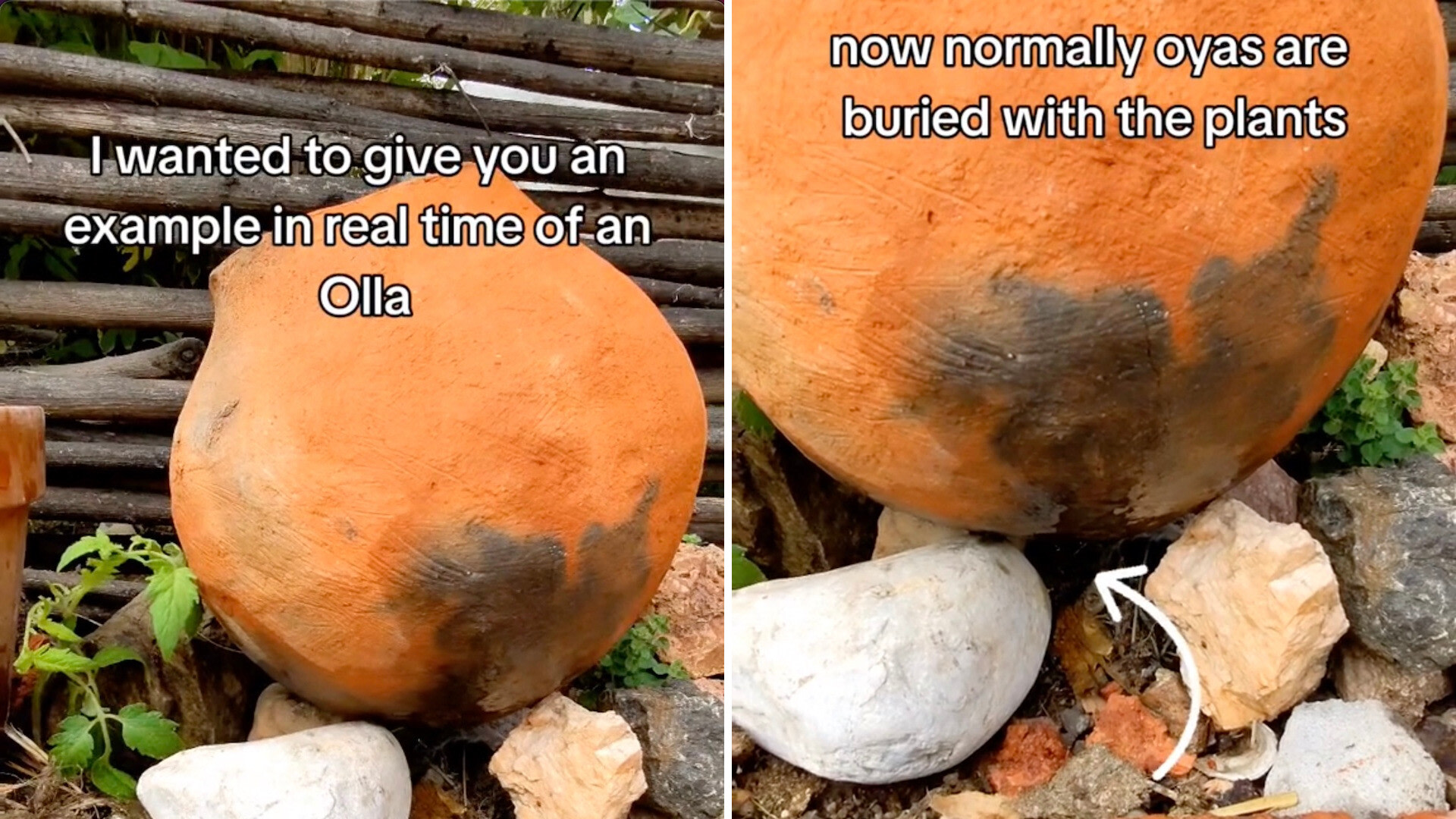 Unlock Ancient Wisdom: This Gardener's 'Olla' Trick Keeps Plants Thriving with Minimal Water!