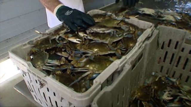 Chesapeake Bay's Declining Health: What It Means for Kiwi Businesses on the Water
