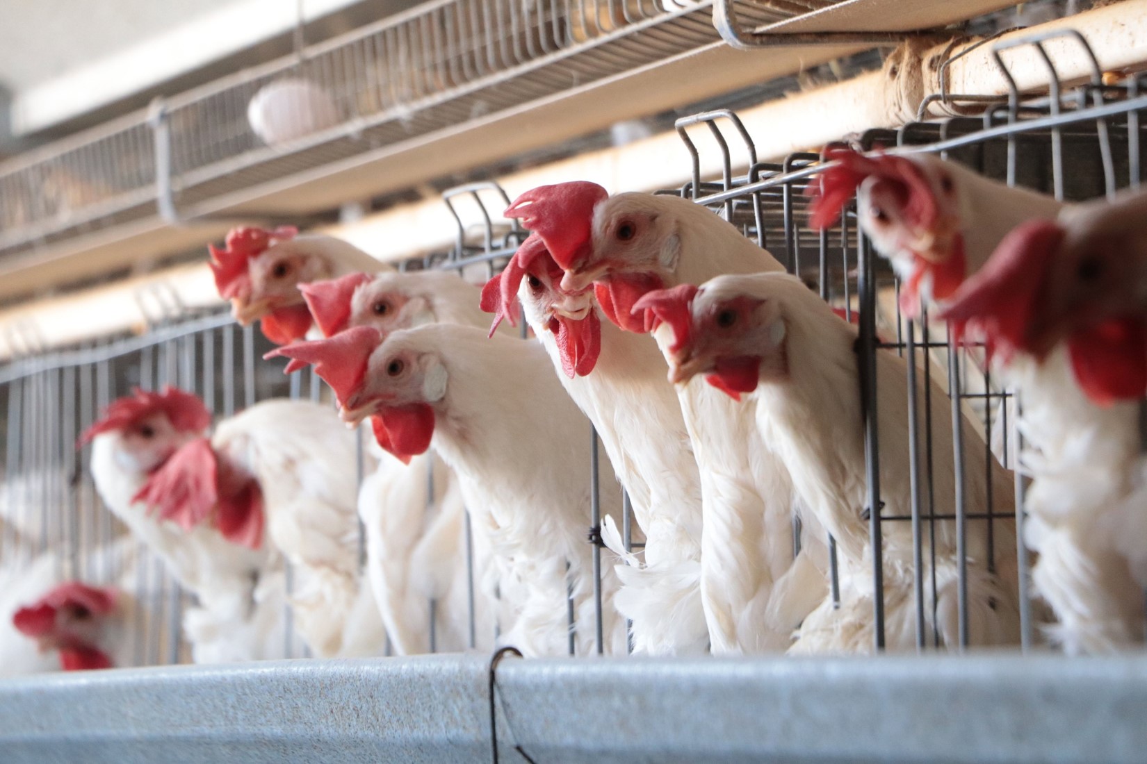Secretaría de Salud detecta primer caso humano de influenza aviar A (H5N1) en México